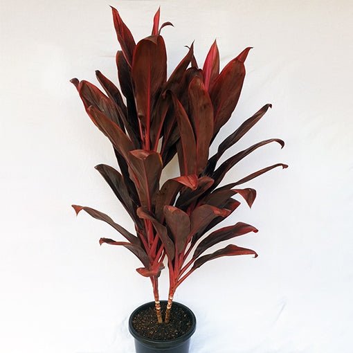 Cordyline Firebrand (Cordyline fruticosa) - Ladybird Nursery