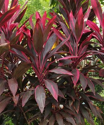 Cordyline 'Firebrand'