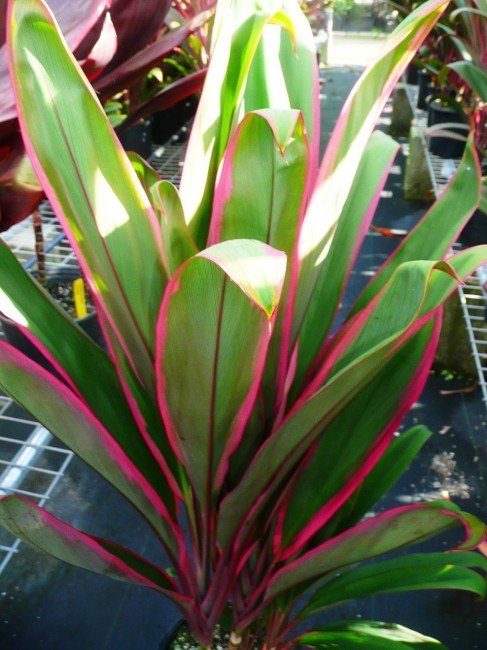 Cordyline Hilo Rainbow (Cordyline fruticosa) - Ladybird Nursery