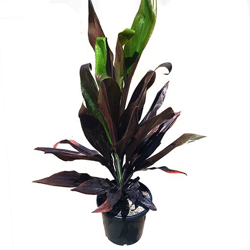 Cordyline Negra (Cordyline fruticosa) - Ladybird Nursery