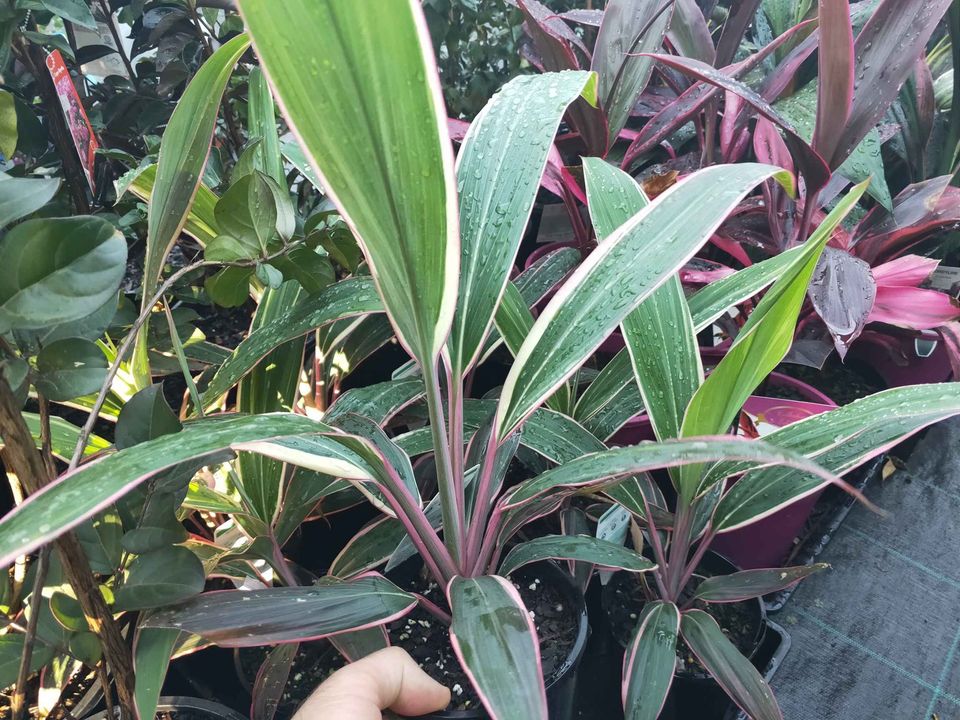 Cordyline Pink Diamond