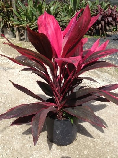 Cordyline Assorted (Cordyline fruticosa) - Ladybird Nursery