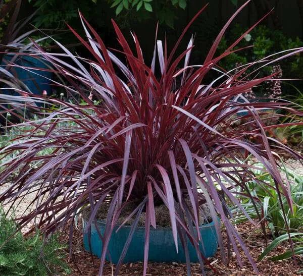 Cordyline Burgundy (Cordyline Designer) - Ladybird Nursery