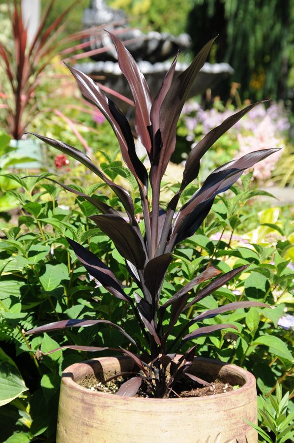 Cordyline Caruba™ Black (Cordyline fruticosa) - Ladybird Nursery