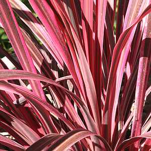 Cordyline 'Electric Pink™' (Cordyline banksii) - Ladybird Nursery