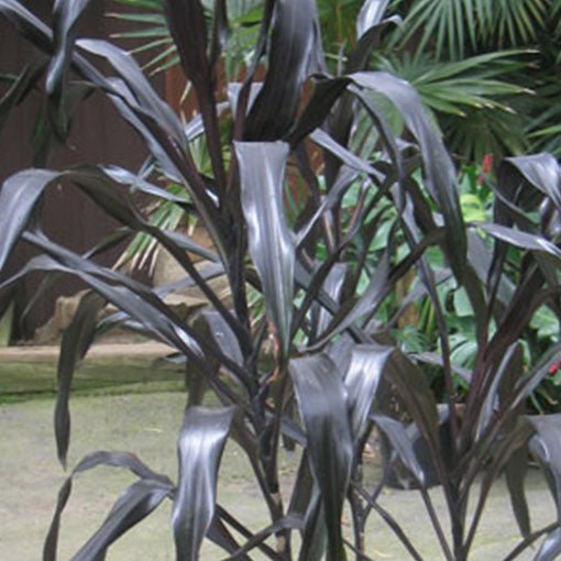 Cordyline Purple Dazzler (Cordyline australis) - Ladybird Nursery
