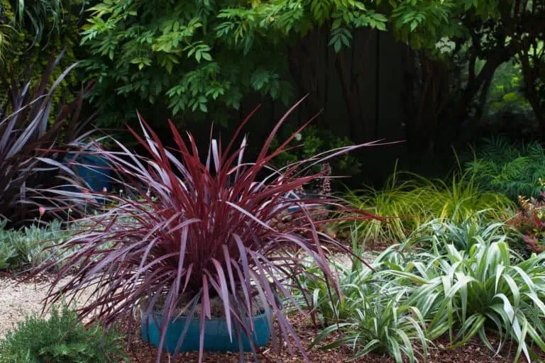 Cordyline Designer Burgundy (Cordyline australis) - Ladybird Nursery