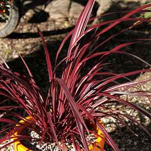 Cordyline Burgundy (Cordyline Designer) - Ladybird Nursery