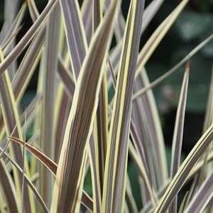 Cordyline Electric Flash™ (Cordyline banksii) - Ladybird Nursery