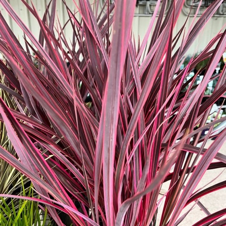 Cordyline (Cordyline Pocahontas) - Ladybird Nursery