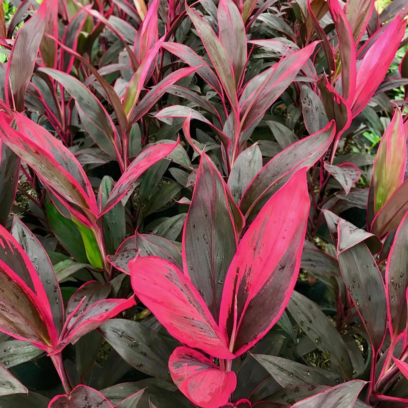 Cordyline John Klaus Red (Cordyline fruticosa) - Ladybird Nursery