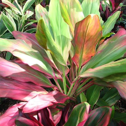 Cordyline 'Tropic Sunset' - Ladybird Nursery