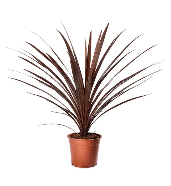 Cordyline Red Star (Cordyline australis) - Ladybird Nursery