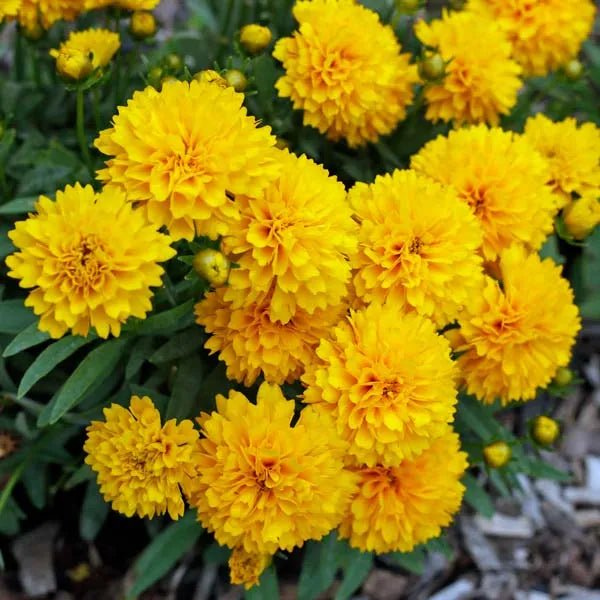 Tickseed Gain (Coreopsis Golden) - Ladybird Nursery