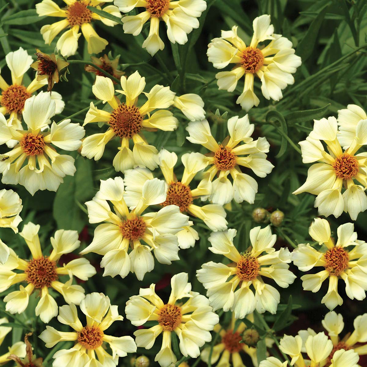 Tickseed (Coreopsis Pinwheel) - Ladybird Nursery