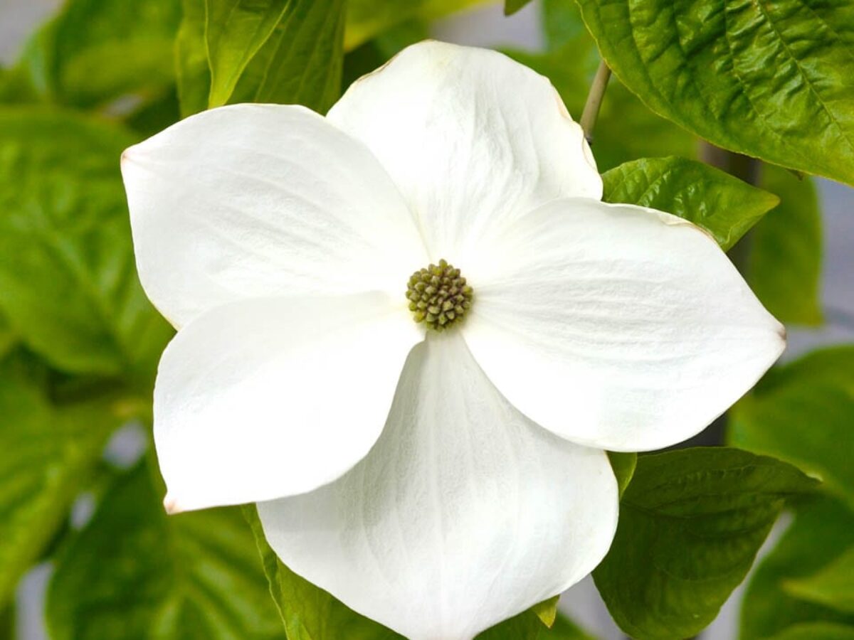 Dogwood x florida Eddies White Wonder (Cornus nuttallii) - Ladybird Nursery