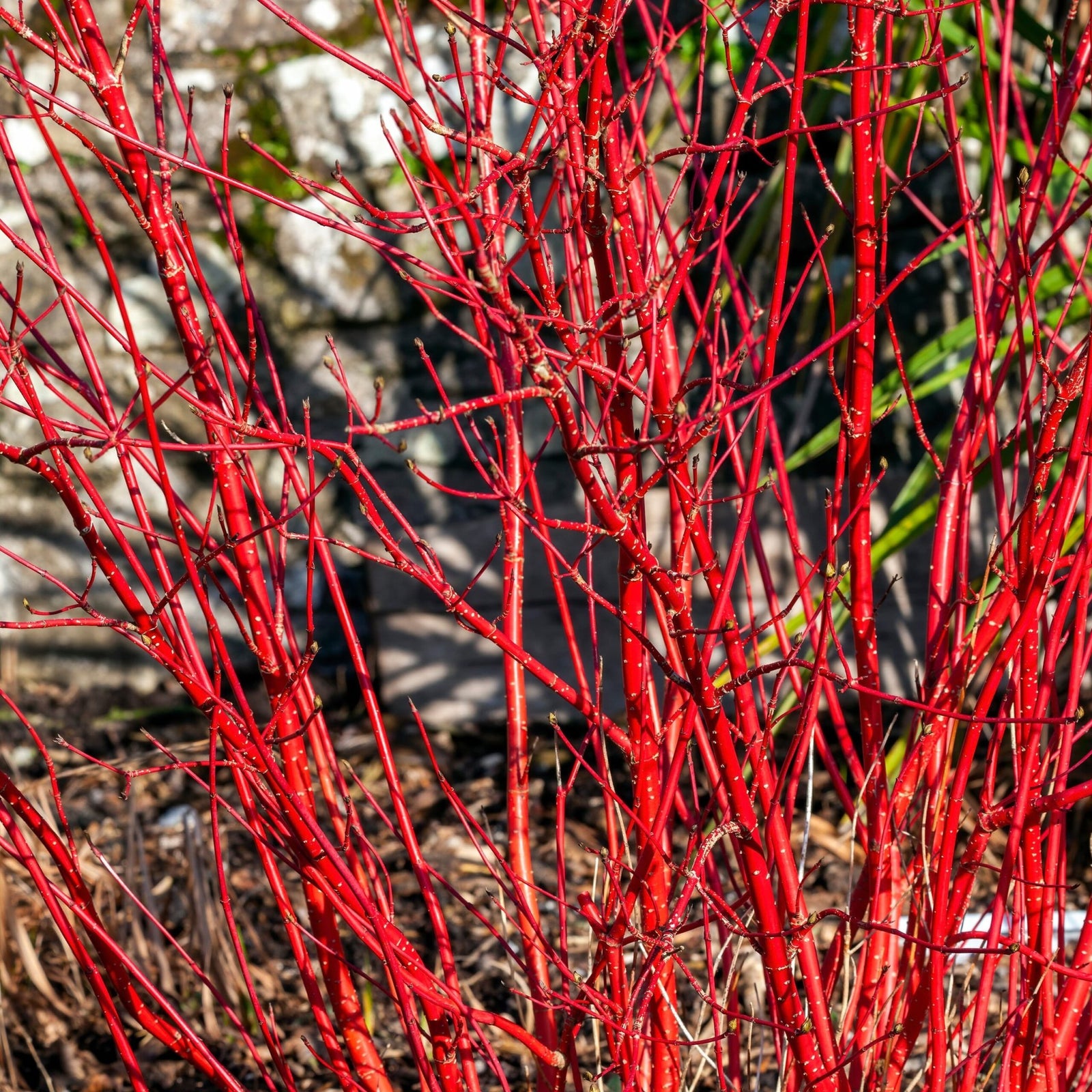 Red Stem Dogwood sibirica (Cornus alba) - Ladybird Nursery