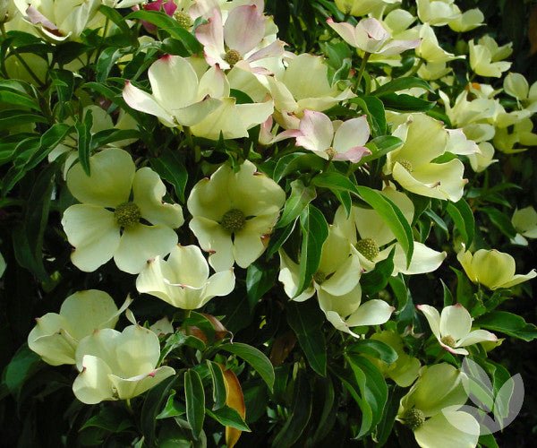 Himalayan Dogwood (Cornus capitata) - Ladybird Nursery