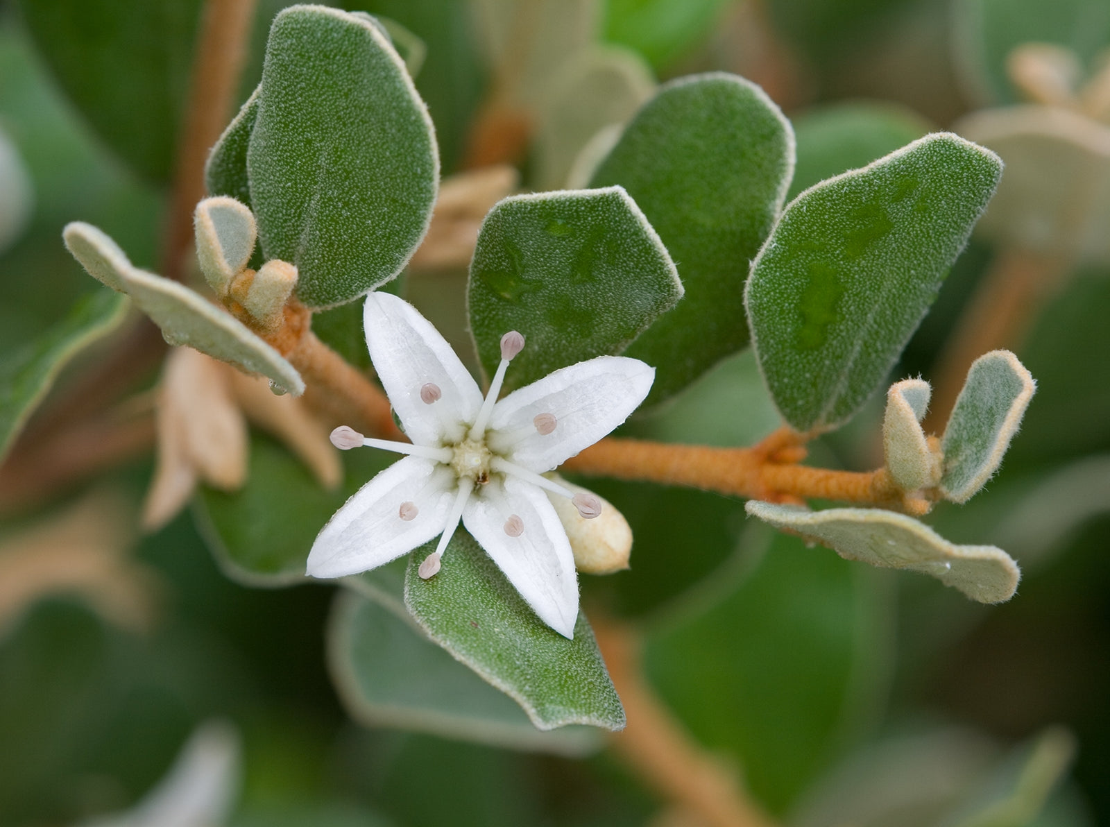 White Correa Prostrate (Correa alba) - Ladybird Nursery