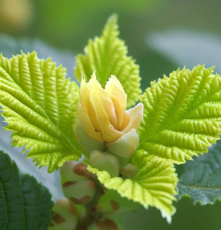 Hazelnut Seedling (Corylus avellana) - Ladybird Nursery