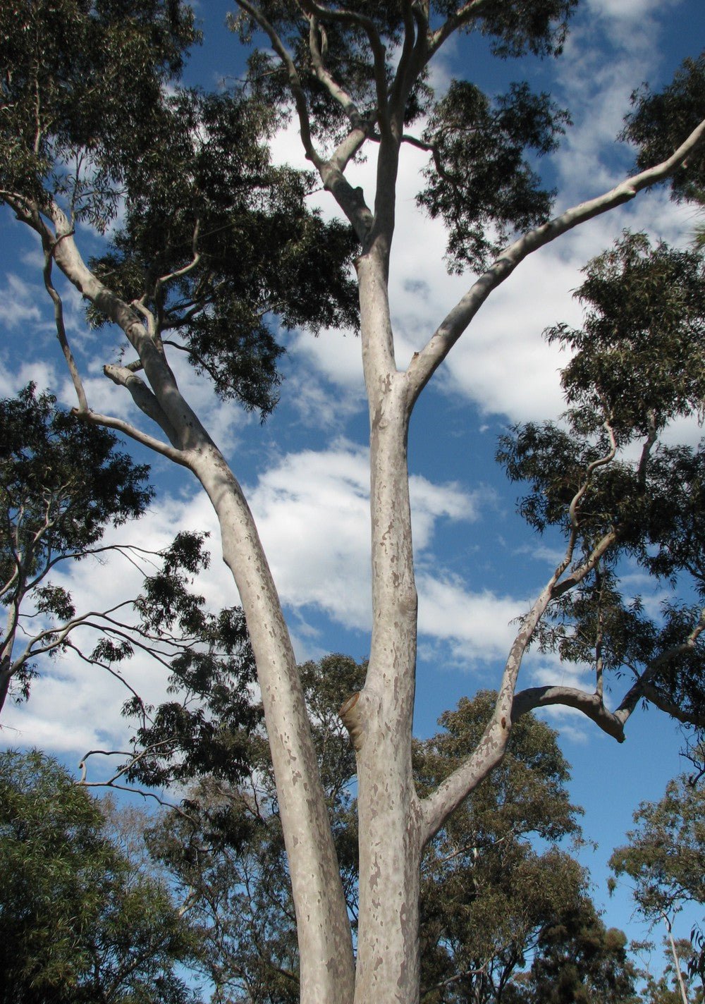 Spotted Gum (Corymbia maculata) - Ladybird Nursery