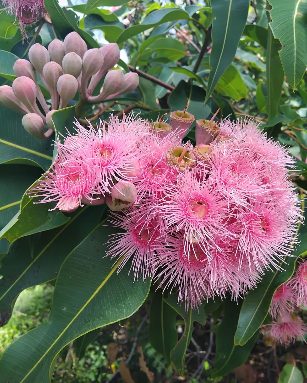 Semi - Dwarf Eucalyptus ‘Fairy Floss’ (Corymbia ficifolia) - Ladybird Nursery