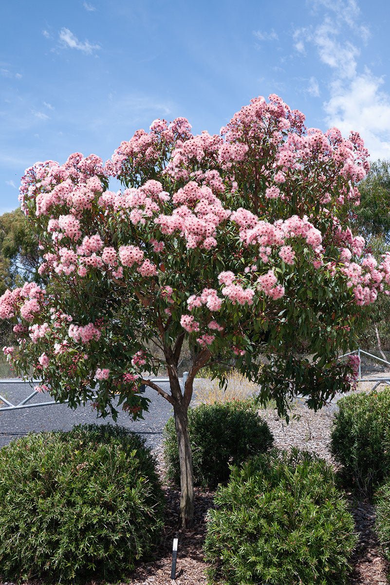 Semi - Dwarf Eucalyptus ‘Fairy Floss’ (Corymbia ficifolia) - Ladybird Nursery