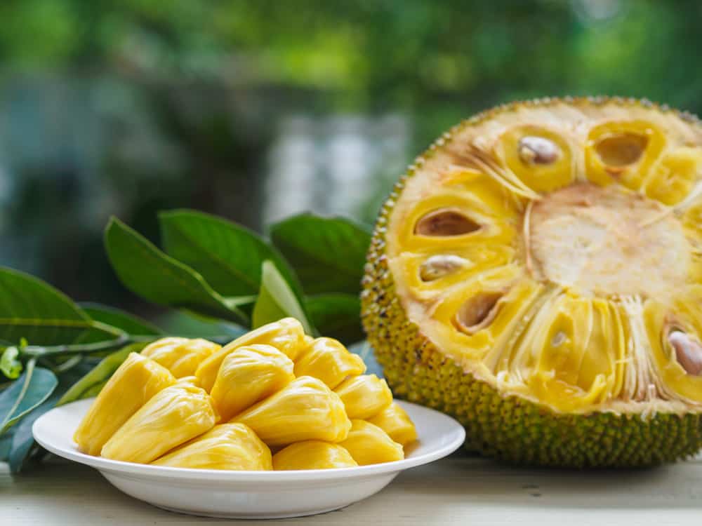 Cosmic Gold Jackfruit (Grafted) - Ladybird Nursery