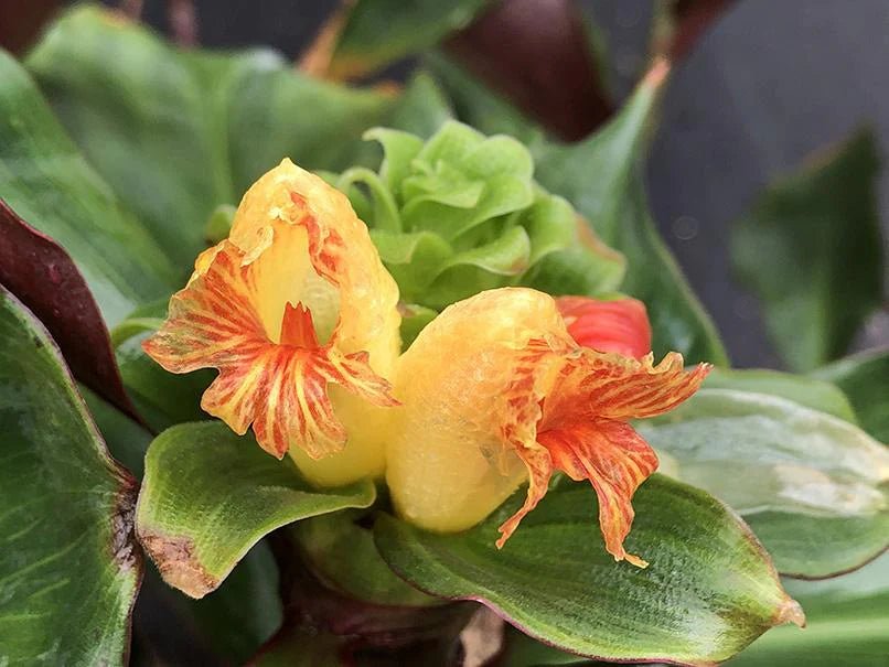 Unknown Costus World Traveller (Costus varzearum) - Ladybird Nursery