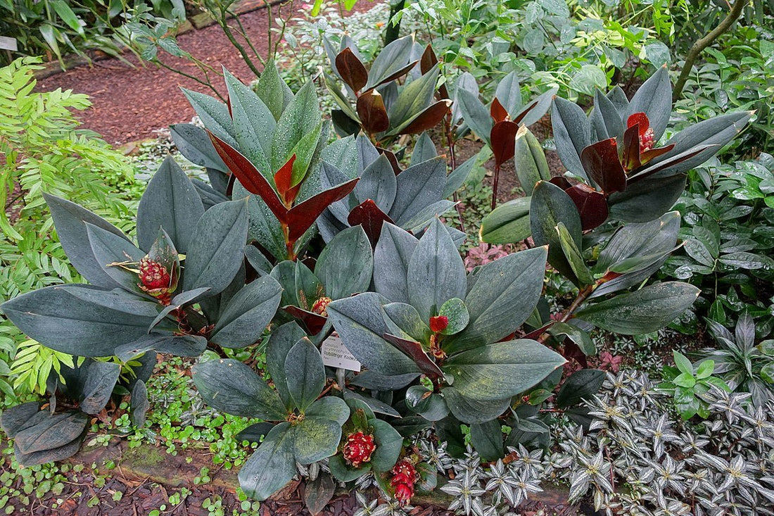 Red Costus Rubra (Costus erythrophyllus) - Ladybird Nursery