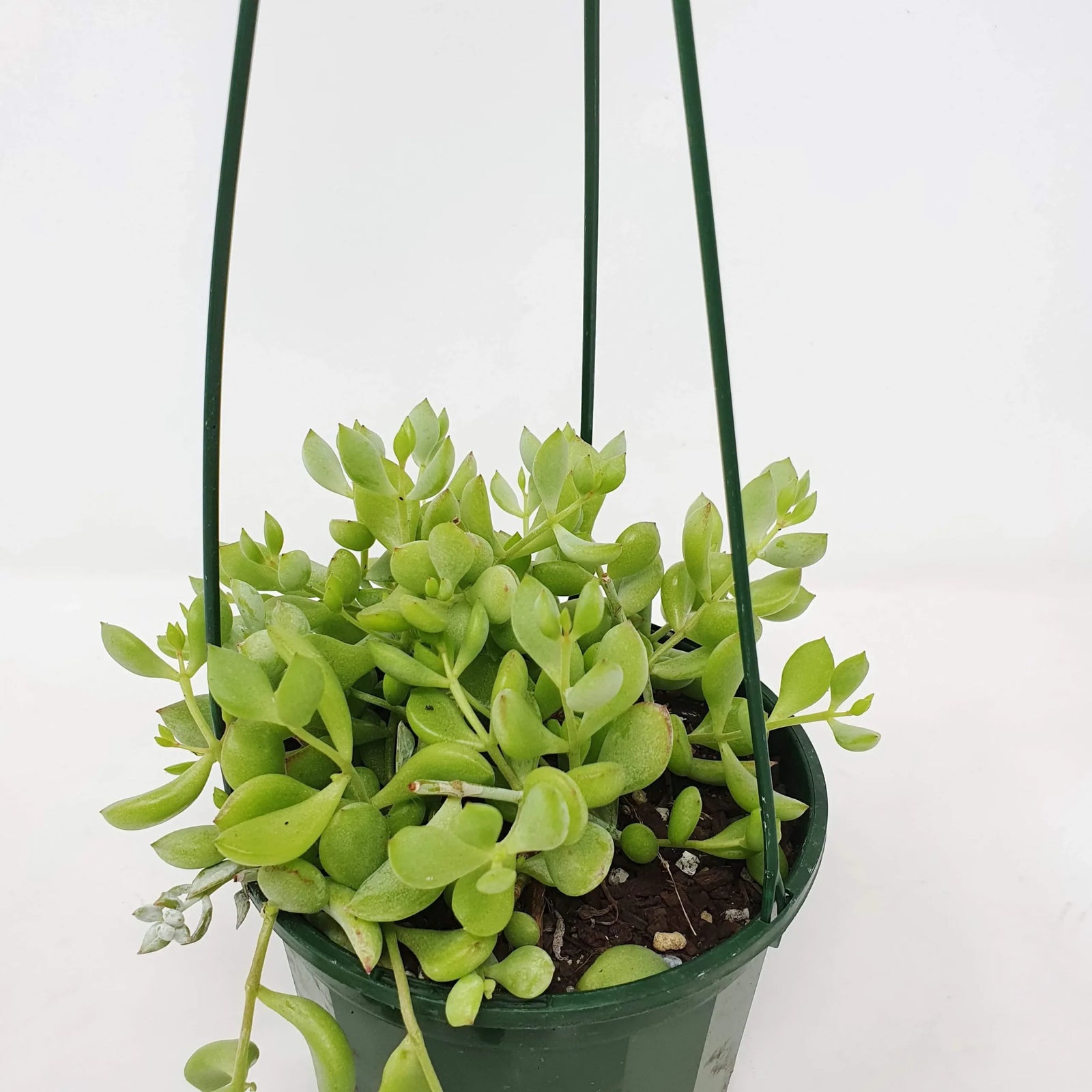 Hanging Baskets (Cotyledon pendens) - Ladybird Nursery