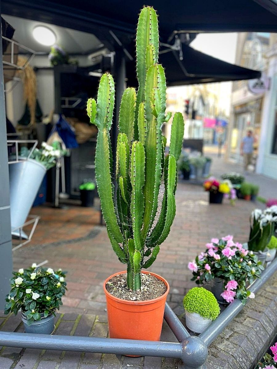 Cowboy Cactus Plant – Buy Now! – Ladybird Nursery