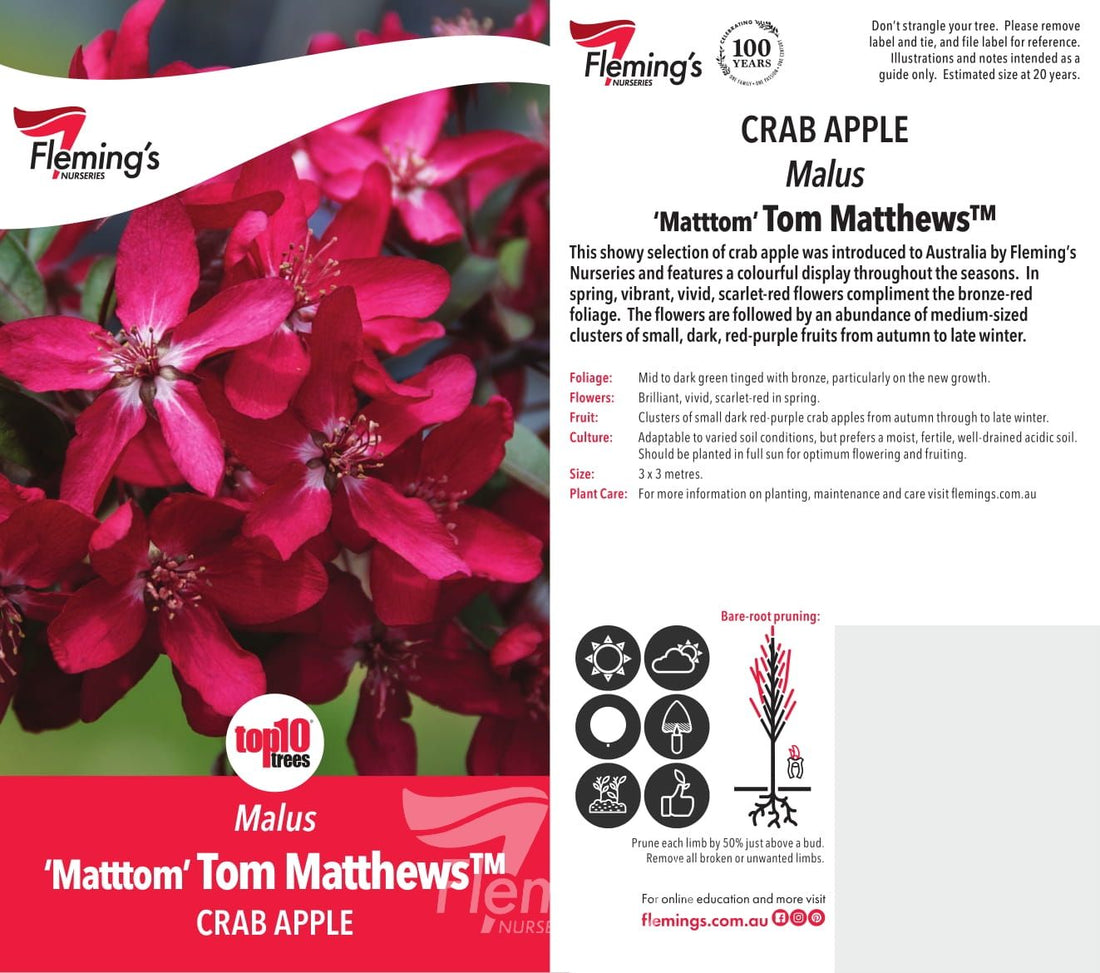 Crab Apple 'Tom Matthews' (Malus spp.) 300mm pot PICK UP ONLY - Ladybird Nursery