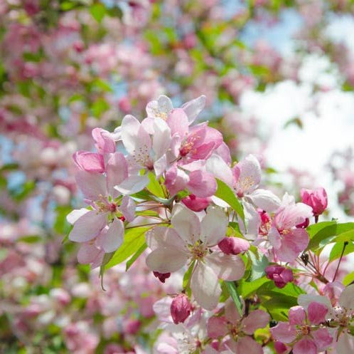 Crab Apple "Tom Matthews" Tree (Malus spp.) 300mm pot PICK UP ONLY - Ladybird Nursery