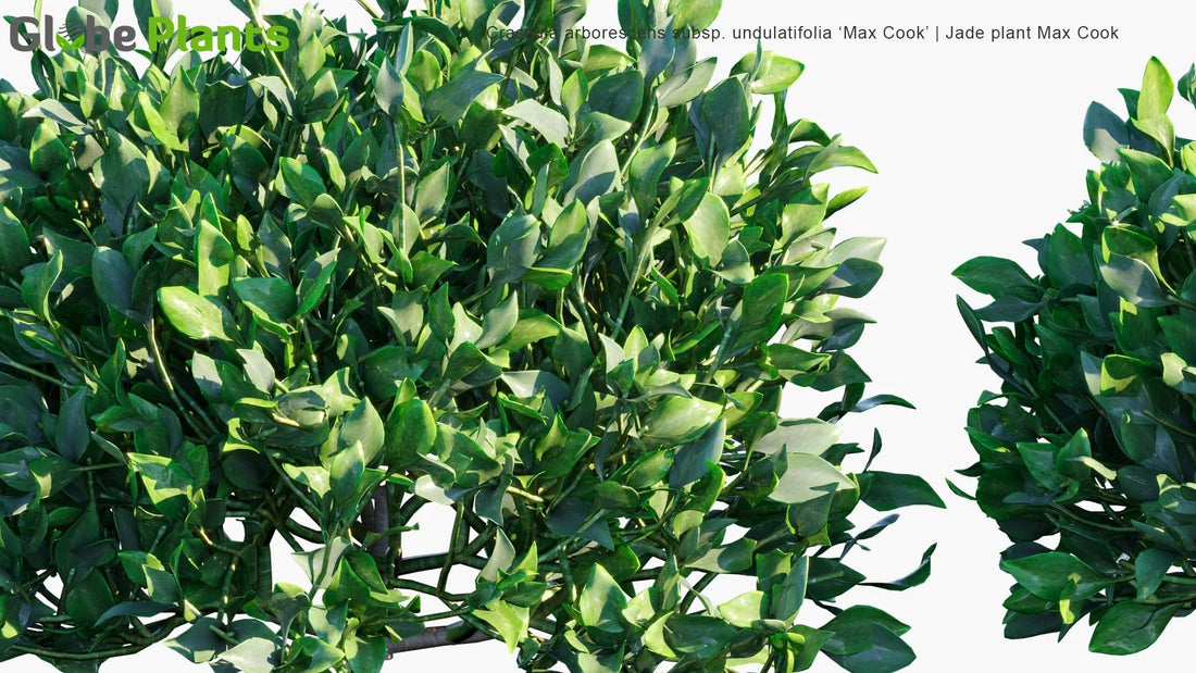 Ripple Jade subsp undulatifolia Max Cook (Crassula arborescens) - Ladybird Nursery
