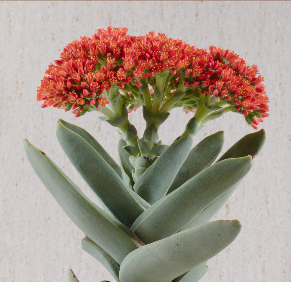 Propellor Plant var falcata (Crassula perfoliata) - Ladybird Nursery