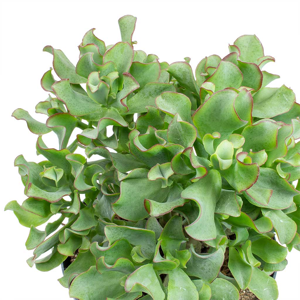 Crassula (Crassula undulata) - Ladybird Nursery