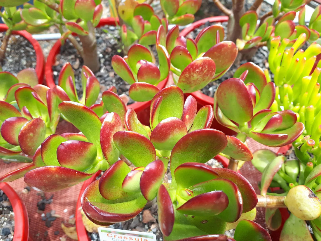 Crassula Red (Crassula Crosby) - Ladybird Nursery