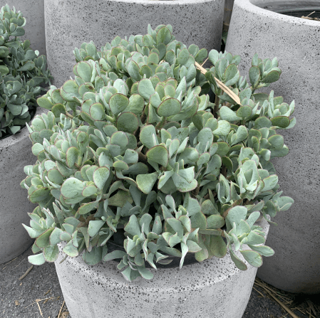 Crassula (Crassula Bluebird) - Ladybird Nursery