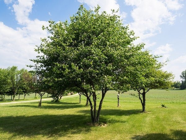 Washington Hawthorn (Crataegus phaenopyrum) - Ladybird Nursery