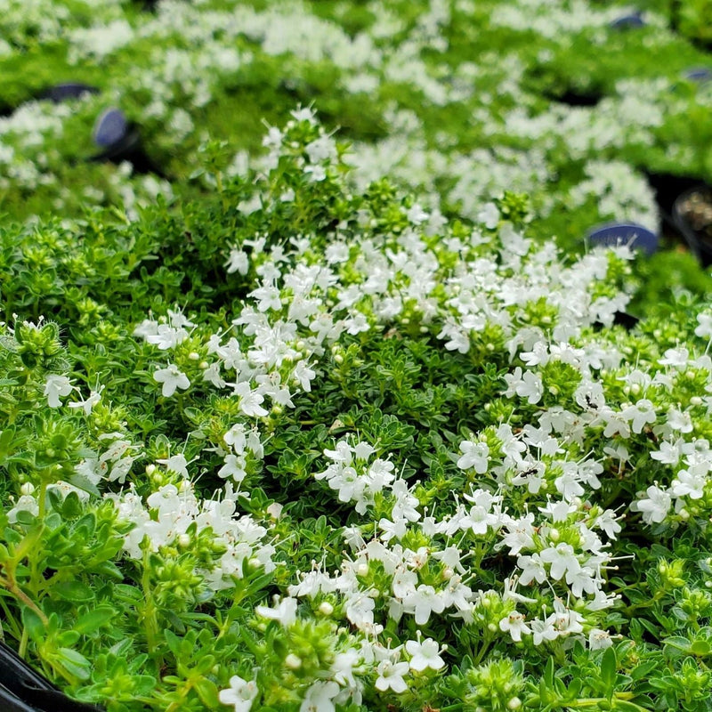 Creeping Thyme 'White' (Thymus serpyllum) - Ladybird Nursery