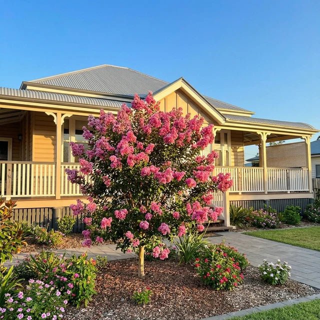 Crepe Myrtle 'Sioux' (Lagerstroemia) - Ladybird Nursery
