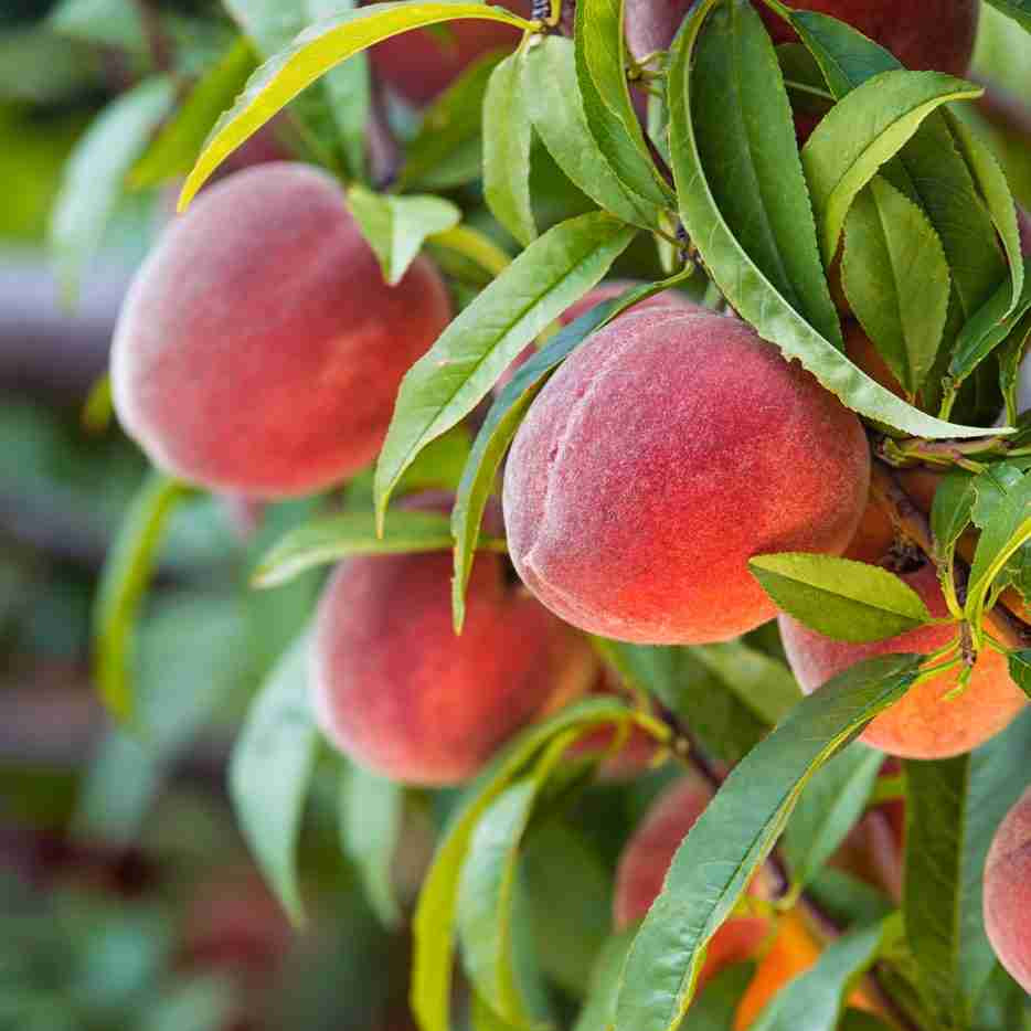 Dwarf Columnar Peach ‘Crimson Rocket’ - Ladybird Nursery