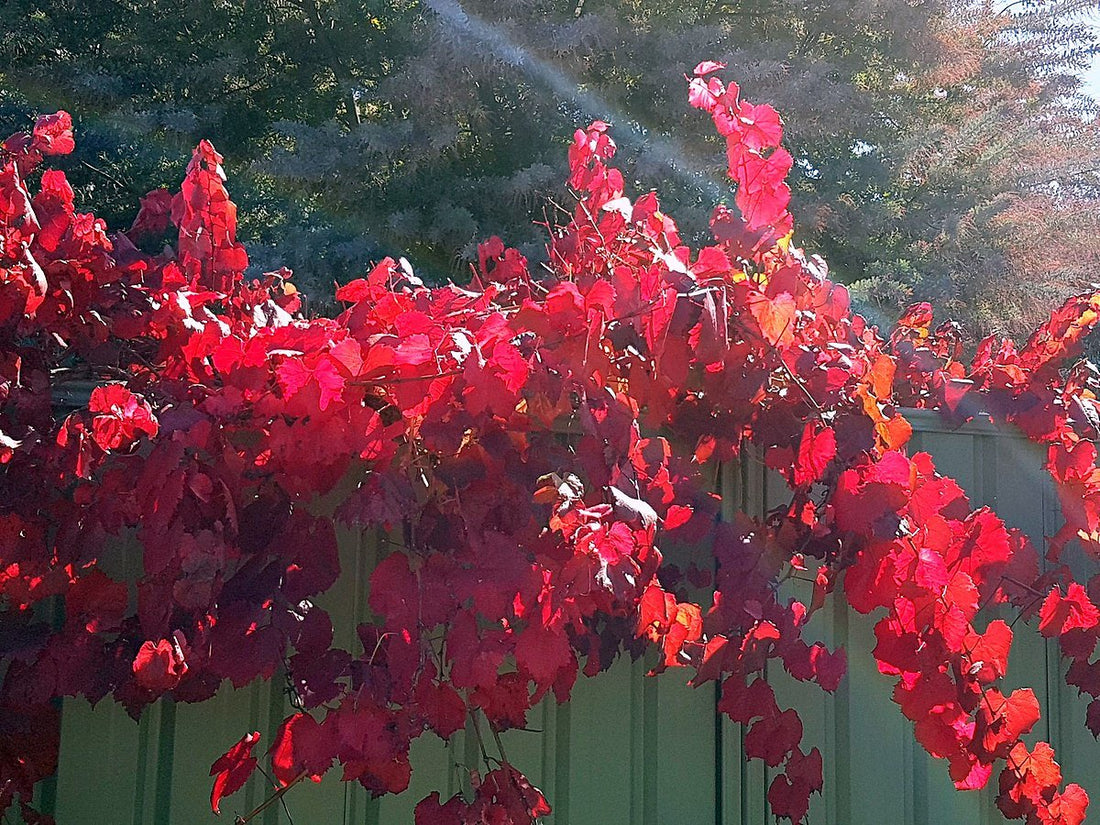 Ornamental Grape (Vitis vinifera) (QLD Only) - Ladybird Nursery