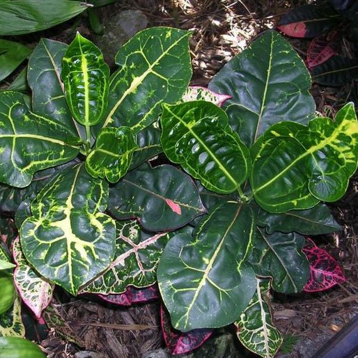 Croton 'Turtle Shell' - Ladybird Nursery