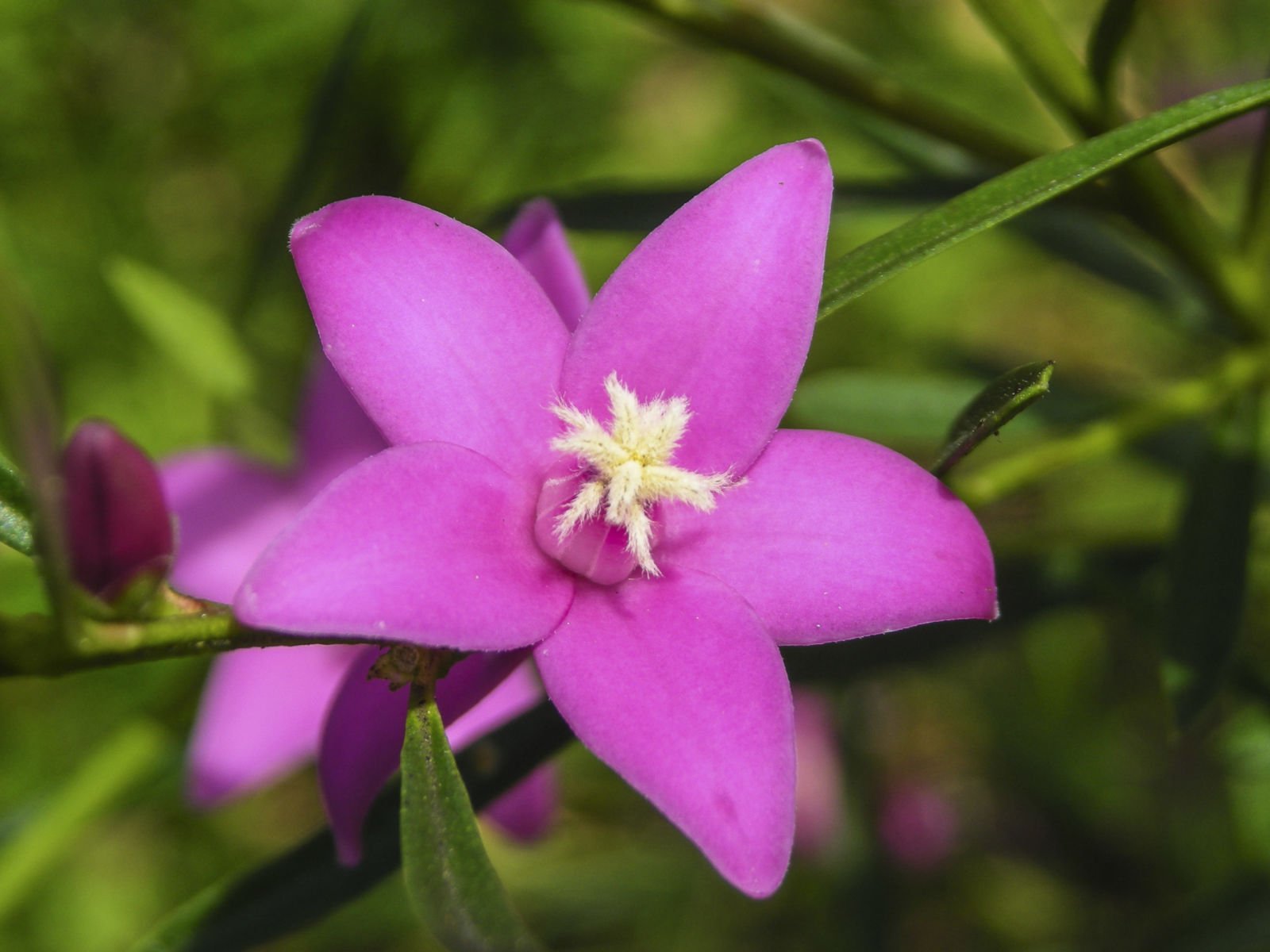 Coopers Classic x saligna (Crowea exalata) - Ladybird Nursery