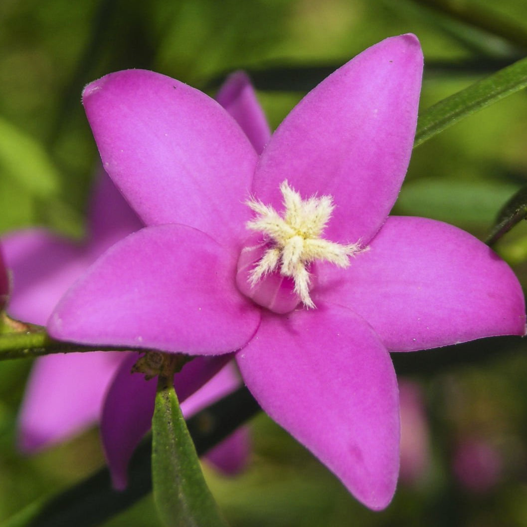 Coopers Classic x saligna (Crowea exalata) - Ladybird Nursery