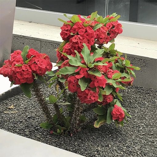 Vulcanus Red Crown of Thorns (Euphorbia milii) - Ladybird Nursery