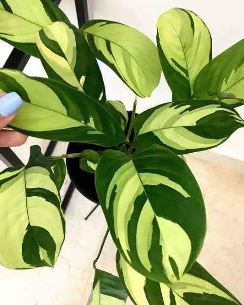 Ctenanthe Golden Mosiac - Ladybird Nursery