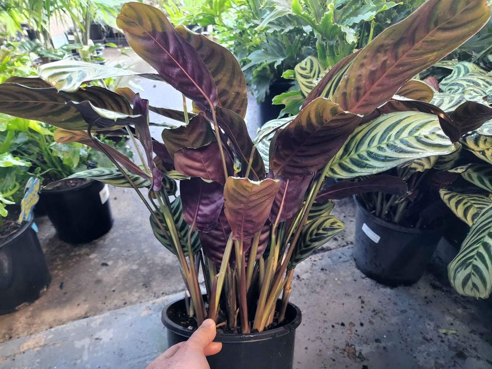 Ctenanthe 'Burle-Marxii'